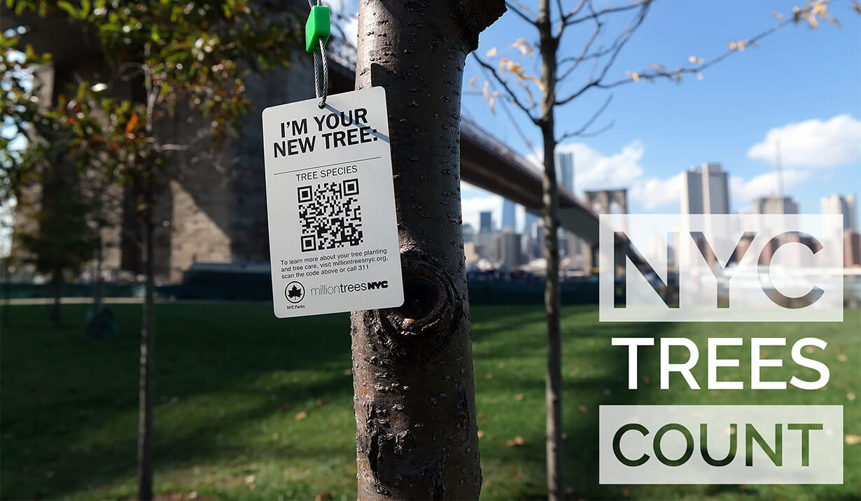 NYC TreesCount! Blog Hero Image